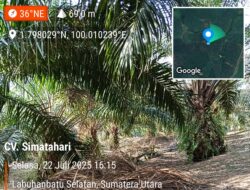 Kebun Sawit 54 Hektare Diduga Tanpa Legalitas Di Desa Simatahari, Polisi Diminta Usut Tuntas