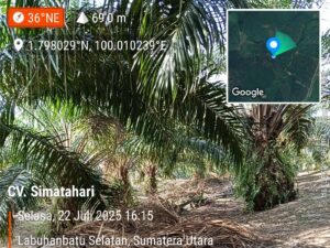 Kebun Sawit 54 Hektare Diduga Tanpa Legalitas Di Desa Simatahari, Polisi Diminta Usut Tuntas