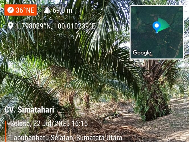
					Kebun Sawit 54 Hektare Diduga Tanpa Legalitas Di Desa Simatahari, Polisi Diminta Usut Tuntas