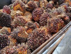 Kapolres Labuhanbatu Selatan, Terkesan “Bungkam ” terkait Dugaan Adanya Kebun Sawit Tanpa Legalitas Di Desa Simatahari