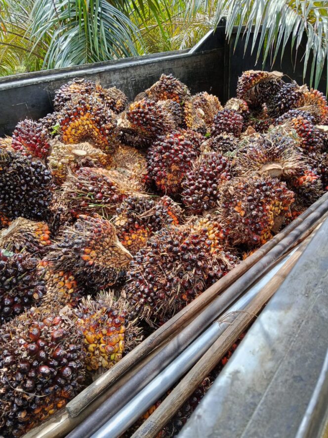 
					Kapolres Labuhanbatu Selatan, Terkesan “Bungkam ” terkait Dugaan Adanya Kebun Sawit Tanpa Legalitas Di Desa Simatahari