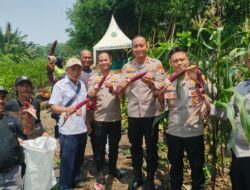 Polri Panen Raya Jagung di Eco Wisata Kapuk Muara, Wujud Nyata Ketahanan Pangan Nasional
