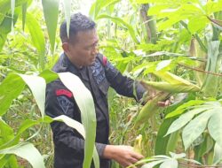 Panen Jagung, Wujud Nyata Ketahanan Pangan Brimob Polda Metro Jaya