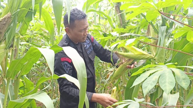 
					Panen Jagung, Wujud Nyata Ketahanan Pangan Brimob Polda Metro Jaya