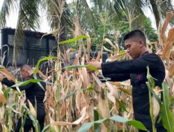 Brimob Polda Metro Jaya Dukung Program Ketahanan Pangan Lewat Panen Jagung dan Aksi Bersih Lingkungan