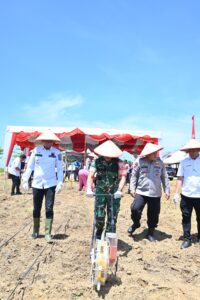 Kapolres Labusel Penanaman Jagung Serentak Kuartal IV, Dorong Ketahanan Pangan di Daerah