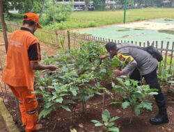 Sinergi Hijau di Tengah Kota, Bhabinkamtibmas Pegangsaan dan PPSU Rawat Tanaman Ketahanan Pangan di Lapangan Borobudur