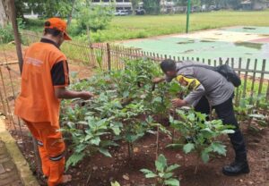 Sinergi Hijau di Tengah Kota, Bhabinkamtibmas Pegangsaan dan PPSU Rawat Tanaman Ketahanan Pangan di Lapangan Borobudur
