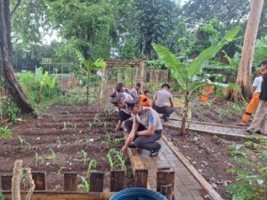 Sinergi Hijau, Bhabinkamtibmas Pegangsaan dan Siswa Bintara Latja Rawat Tanaman Jagung di Lapangan Borobudur