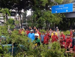 Penanganan Cepat Pohon Tumbang di Wahidin Raya, Tiga Pilar Bergerak Sigap
