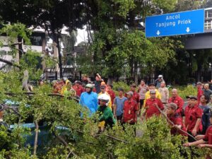 Penanganan Cepat Pohon Tumbang di Wahidin Raya, Tiga Pilar Bergerak Sigap