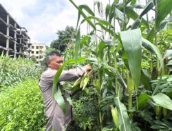 Panen Jagung Brimob Metro Jaya Dukung Program Ketahanan Pangan Nasional