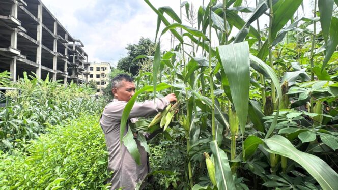 
					Panen Jagung Brimob Metro Jaya Dukung Program Ketahanan Pangan Nasional