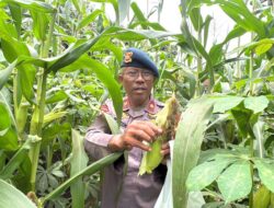 Panen Jagung Brimob Metro Jaya Dukung Program Ketahanan Pangan Nasional