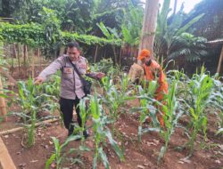 Rawat Lahan Pangan Kota, Bhabinkamtibmas Pegangsaan Ajak Warga Perkuat Ketahanan Pangan di Borobudur