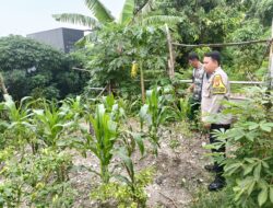 Pok-Tan Dan Bhabinkamtibmas Cek Lahan Jagung–Cabai, Dukung Ketahanan Pangan di Jakarta Pusat