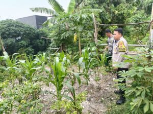 Pok-Tan Dan Bhabinkamtibmas Cek Lahan Jagung–Cabai, Dukung Ketahanan Pangan di Jakarta Pusat