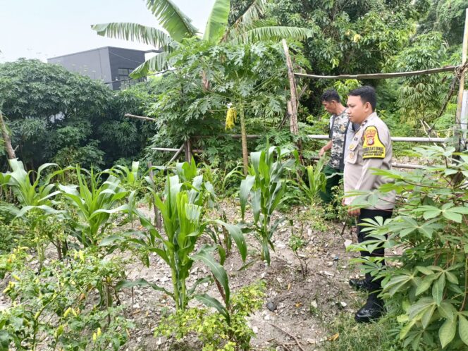 
					Pok-Tan Dan Bhabinkamtibmas Cek Lahan Jagung–Cabai, Dukung Ketahanan Pangan di Jakarta Pusat