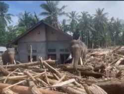 Sinergi Polri dan BKSDA : Gajah Dikerahkan Bersihkan Material Banjir di Pidie Jaya