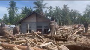 Sinergi Polri dan BKSDA : Gajah Dikerahkan Bersihkan Material Banjir di Pidie Jaya