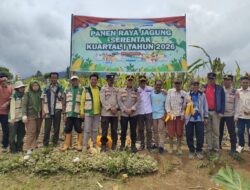 Semangat Tani Membara! Kelompok Tani Tanjung Raya Tenam Bungkuk Sukses Panen Jagung, Dukung Ketahanan Pangan Nasional