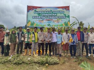 Semangat Tani Membara! Kelompok Tani Tanjung Raya Tenam Bungkuk Sukses Panen Jagung, Dukung Ketahanan Pangan Nasional