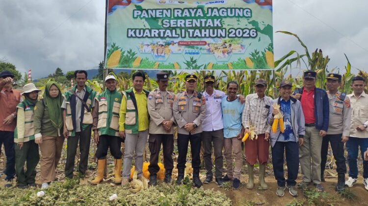 Semangat Tani Membara! Kelompok Tani Tanjung Raya Tenam Bungkuk Sukses Panen Jagung, Dukung Ketahanan Pangan Nasional