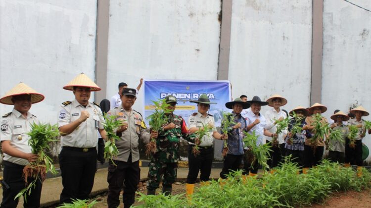 Wujudkan Ketahanan Pangan Dan Kepedulian Sosial, Lapas Muara Enim Ikuti Panen Raya Serentak Pemasyarakatan