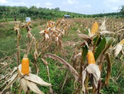 Panen Raya Jagung Kuartal I Bersama Presiden Prabowo, Polsek Silangkitang Perkuat Ketahanan Pangan di Silangkitang