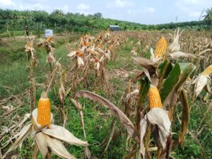 Panen Raya Jagung Kuartal I Bersama Presiden Prabowo, Polsek Silangkitang Perkuat Ketahanan Pangan di Silangkitang