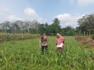 Polsek Sungai Rotan Dukung Ketahanan Pangan, Cek Progres Tanaman Jagung Warga