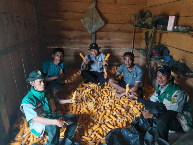 
					Polsek Rambang Hadiri Panen Jagung Program Ketahanan Pangan di Desa Sugihan