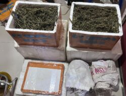 Luar Biasa…Satres Narkoba Polres Labusel Kembali Amankan 13,7 Kg Ganja di Kotapinang