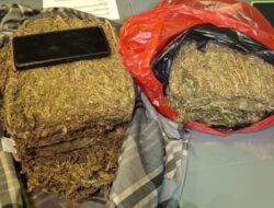 POLDA METRO JAYA MENGGAGALKAN PEREDARAN 4,3 KG GANJA DI WILAYAH DEPOK
