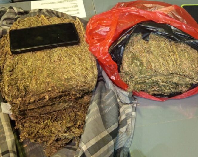 
					POLDA METRO JAYA MENGGAGALKAN PEREDARAN 4,3 KG GANJA DI WILAYAH DEPOK