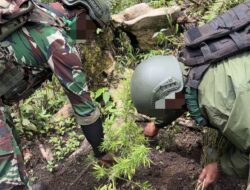Tim Gabungan Satgas Damai Cartenz, Polres Pegunungan Bintang dan TNI Temukan Ladang Ganja dalam Patroli Taktis