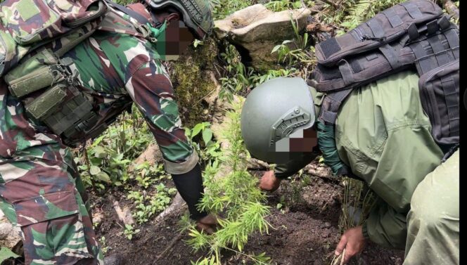 
					Tim Gabungan Satgas Damai Cartenz, Polres Pegunungan Bintang dan TNI Temukan Ladang Ganja dalam Patroli Taktis
