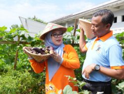 Urban Farming Cipinang Melayu Panen 30 Melon, Kolaborasi CSR Perkuat Pertanian Kota