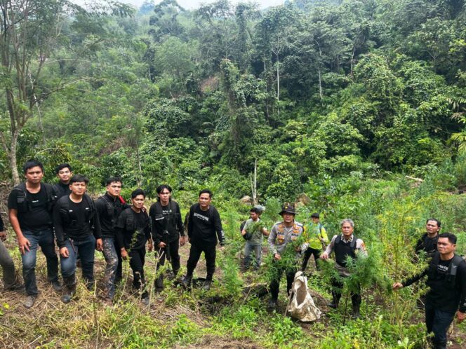 
					Operasi Gabungan Polda Sumsel Bongkar Ladang Ganja 20 Hektar di Empat Lawang, 220 Kg Ganja dan Bandar Utama Ditangkap