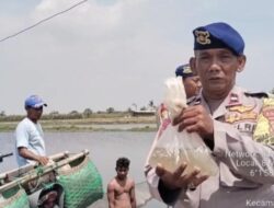 Dukung Ketahanan Pangan, Polairud Metro Tebar 10 Ribu Bibit Bandeng