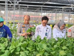 Greenhouse SPPG Palmerah Panen Sawi dan Nila untuk Menu Bergizi 2.529 Penerima Manfaat