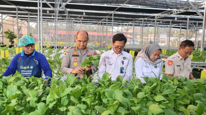 
					Greenhouse SPPG Palmerah Panen Sawi dan Nila untuk Menu Bergizi 2.529 Penerima Manfaat
