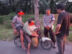 Patroli Subuh Polsek Torgamba Amankan Dua Pria Pembawa Sawit Diduga Hasil Curian