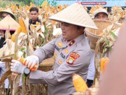 Polda Metro Jaya Panen Jagung Kelompok Tani Binaan di Cisauk