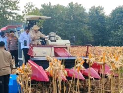 Presiden Prabowo dan Kapolri Panen Raya Jagung Nasional di Tuban Perkuat Ketahanan Pangan