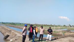 Ditpolairud Polda Metro Jaya Tebar 300 Ribu Benih Udang Windu di Muaragembong Bekasi