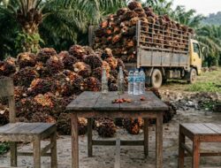 Diduga Ada Praktik Setoran dan Perdagangan Buah Sawit di Lahan Eks HGU PT BSP Asahan, Warga Minta Penyelidikan Menyeluruh