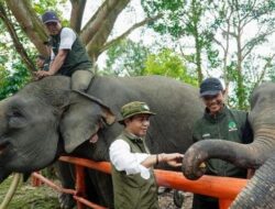 FKGI Dukung Arah Kebijakan Raja Juli Antoni, Infrastruktur Diminta Lindungi Koridor Gajah