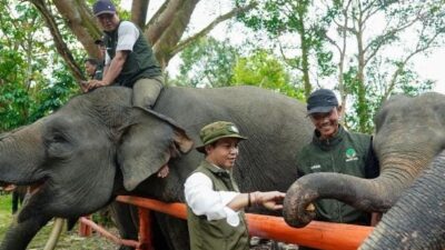 FKGI Dukung Arah Kebijakan Raja Juli Antoni, Infrastruktur Diminta Lindungi Koridor Gajah