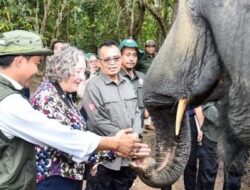 Kebijakan Menhut Dinilai Perkuat Posisi Indonesia dalam Konservasi Gajah Dunia
